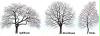 baum buch 8_1